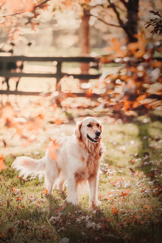Charming Golden Retriever in Serene Autumn Outdoor Background Wallpaper