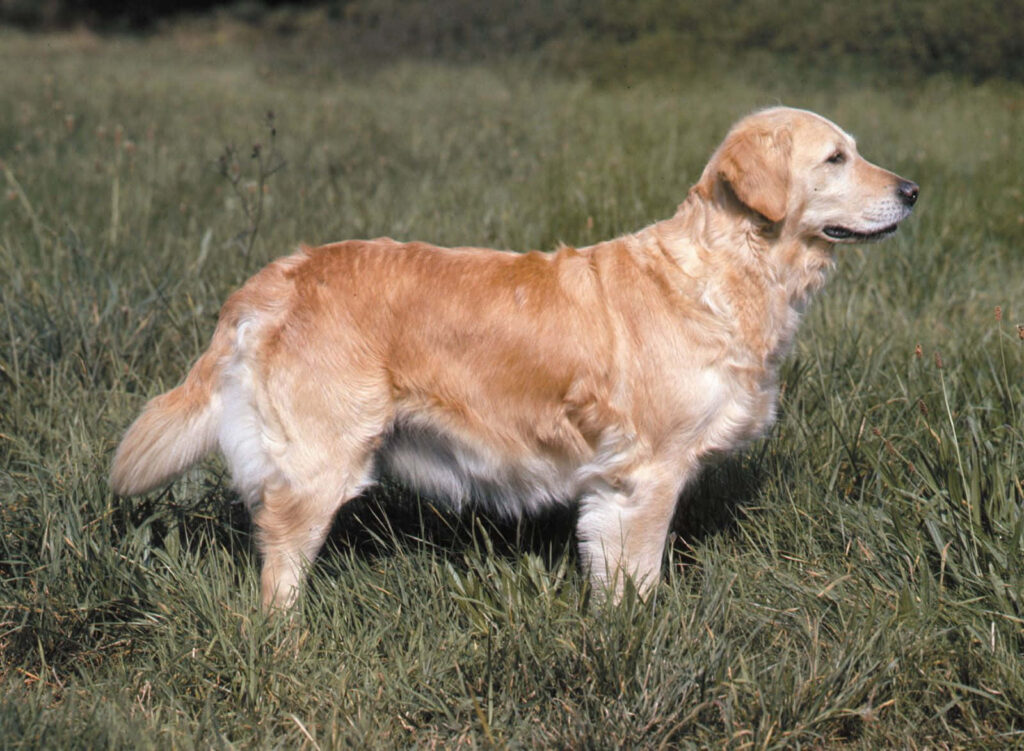 Charming Golden Retriever Wallpaper on Lush Green Grass Background