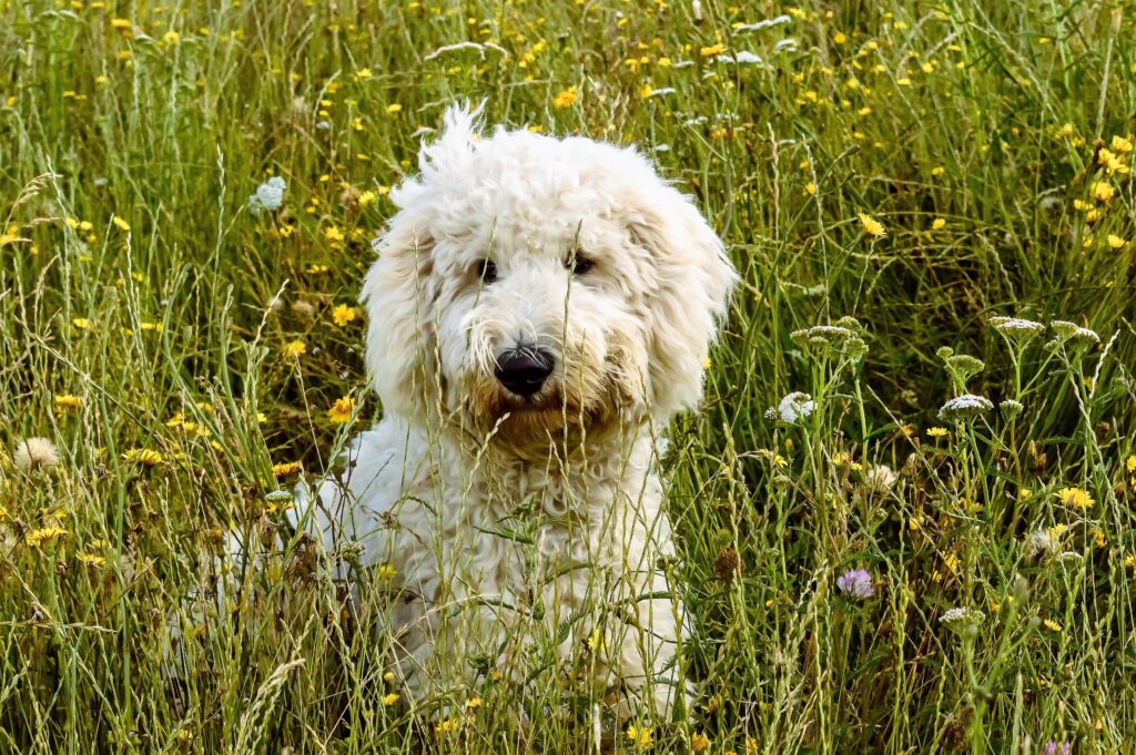 Charming Goldendoodle in Serene Field of Grass and Wildflowers Wallpaper