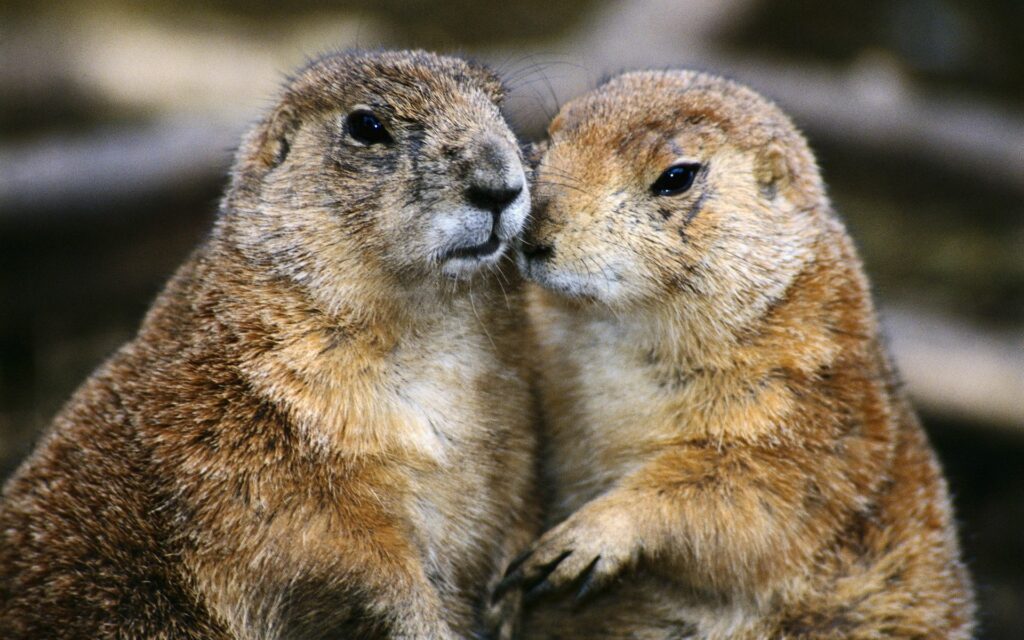 Heartwarming Gopher Duo Snuggled in Nature's Embrace - Charming Wallpaper