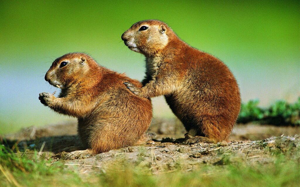 Charming Gopher Scene: Vibrant Grass Background Wallpaper