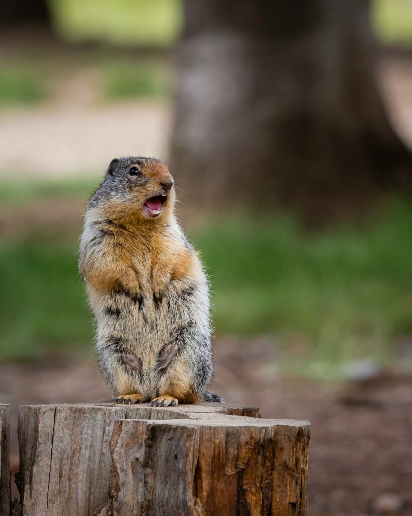 Cute Gopher on Tree Stump - Charming Forest Background Wallpaper