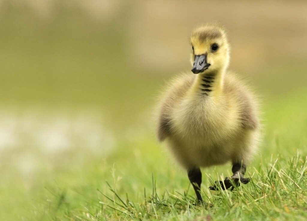 Charming Young Gosling in Lush Green Field - Peaceful Background Wallpaper