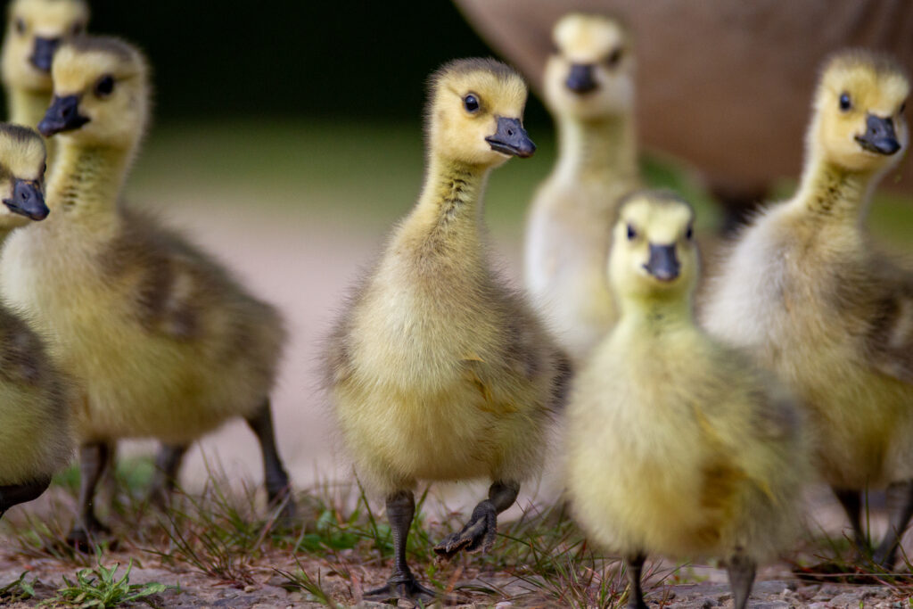 Charming Flock of Fluffy Goslings in Serene Outdoor Setting Wallpaper