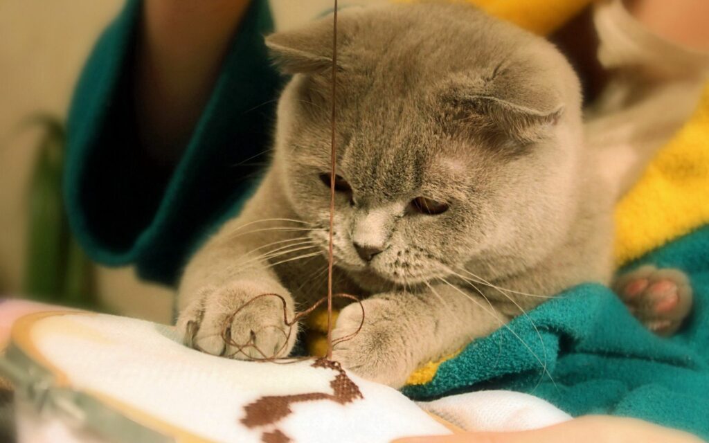 Chubby Gray Cat Playfully Engages with Sewing Thread in Cozy Scene Wallpaper