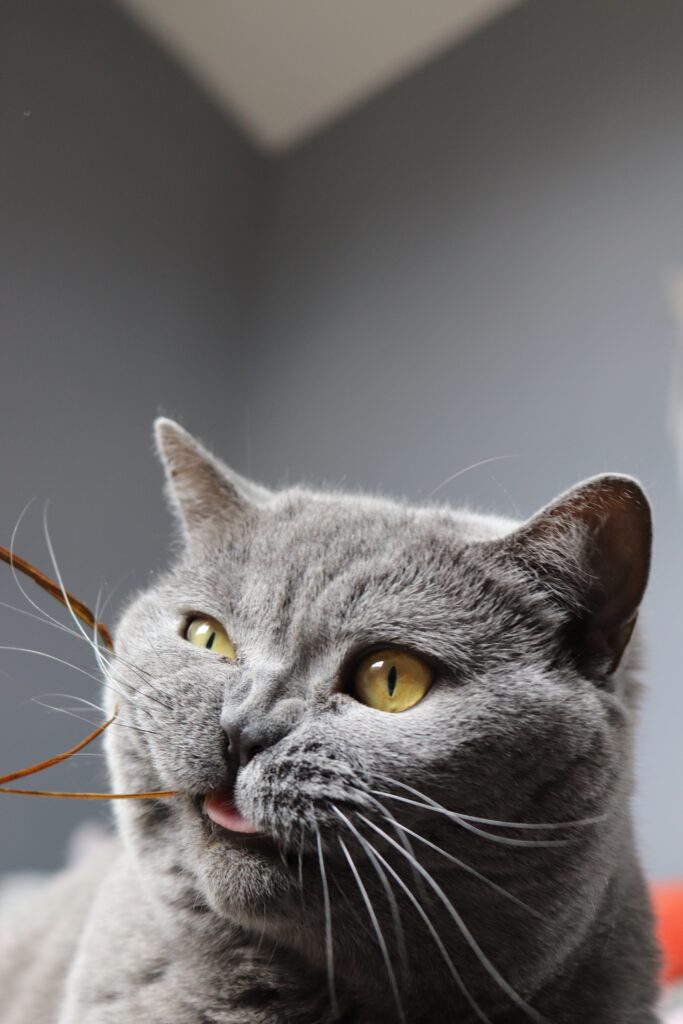Playful Gray Cat Wallpaper: Funny, Expressive Design for Pet Lovers