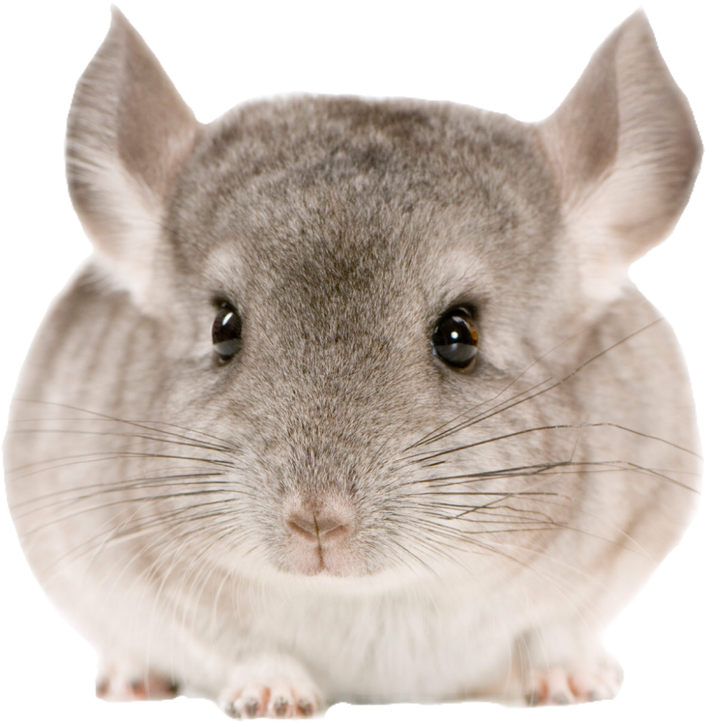 Close-Up of Fluffy Gray Chinchilla - Adorable Wallpaper Background