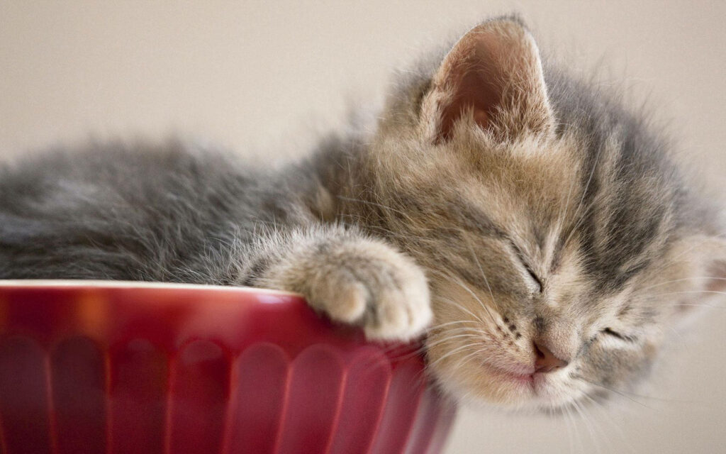Charming Gray Kitten Napping in Red Cup - Heartwarming Wallpaper