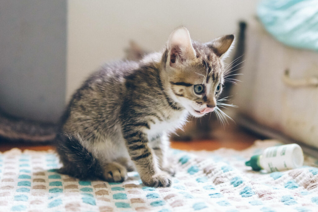 Cozy Gray Kitten Wallpaper: Playful & Adorable Background
