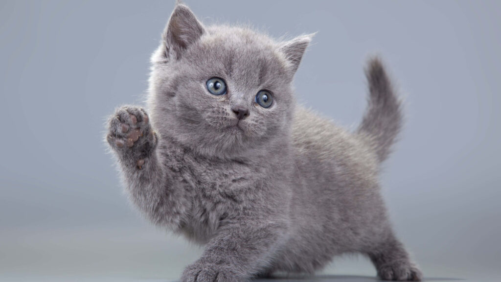 Adorable Gray Kitten Wallpaper: Playful & Charming Background