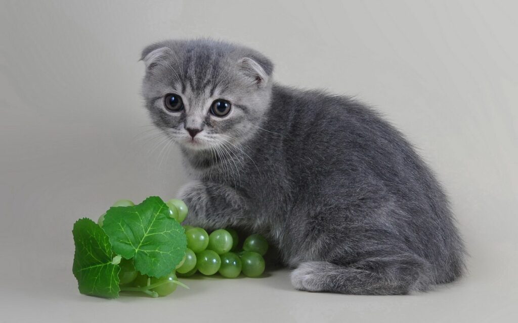 Charming Gray Kitten with Grapes Wallpaper for a Cozy Background