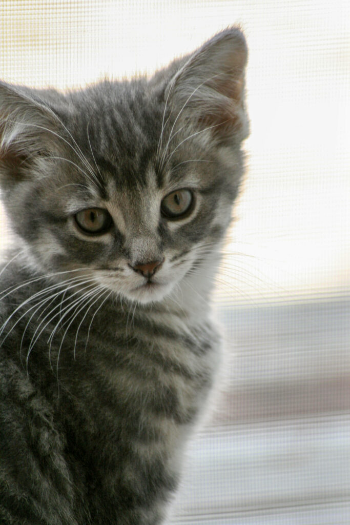Charming Gray Kitten Wallpaper: Cozy & Heartwarming Scene