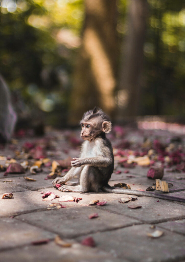 Charming Gray Monkey Wallpaper: Serene Stone Path with Leaves & Petals
