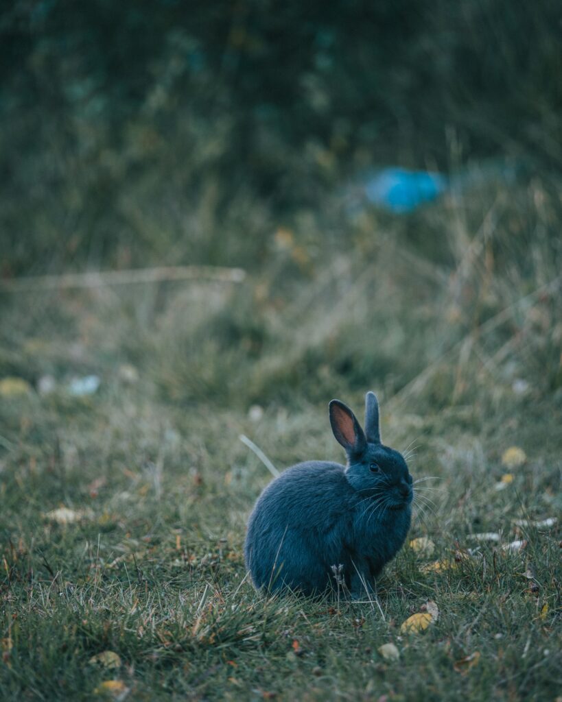 Charming Gray Rabbit Wallpaper: Serene Nature Background
