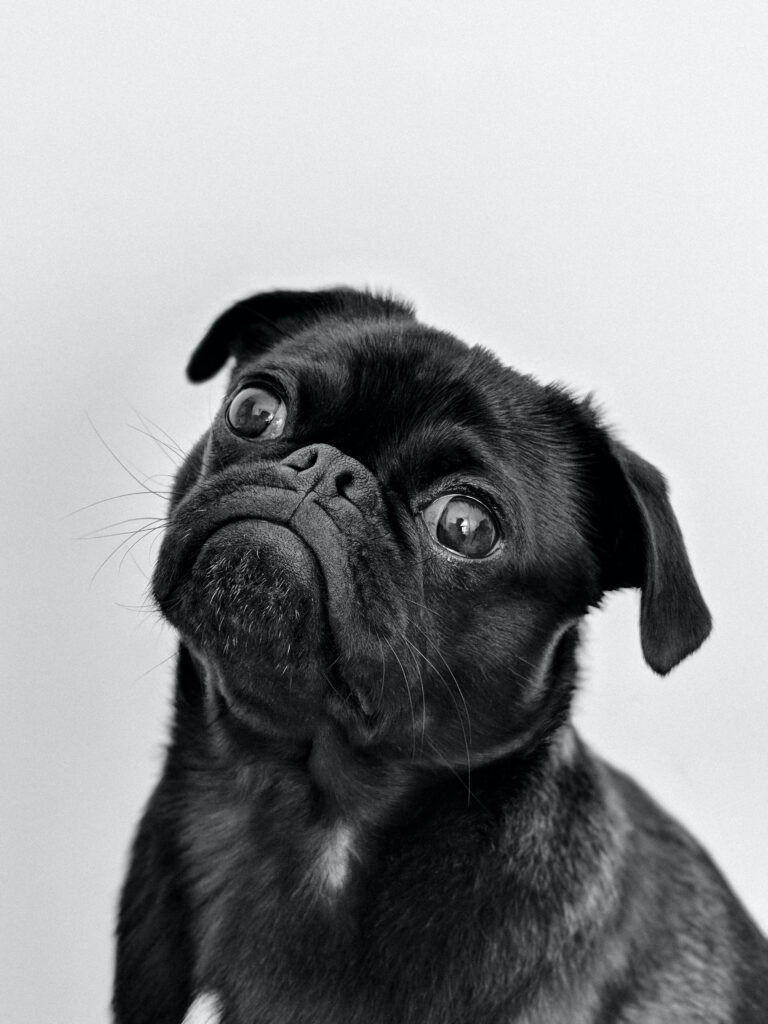 Charming Grayscale Pug Wallpaper: Adorable Curiosity in Monochrome