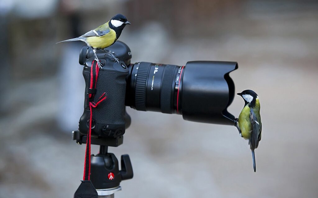 Great Tits Playfully Interact with Camera – Nature Wallpaper