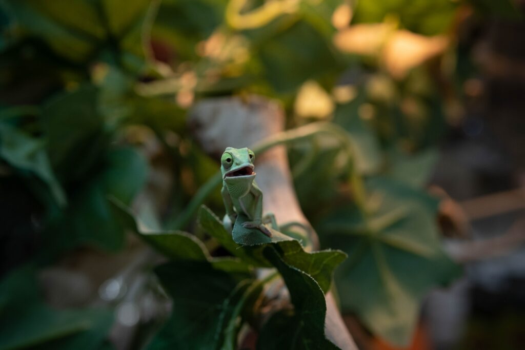 Playful Green Chameleon Wallpaper Surrounded by Lush Greenery