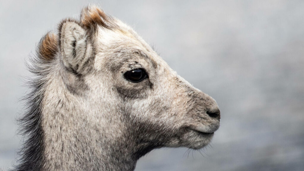 Grey Baby Goat Profile: Soft Fur & Gentle Charm Wallpaper