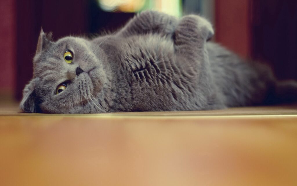 Playful Grey Cat Relaxing on Smooth Floor - Charming Wallpaper