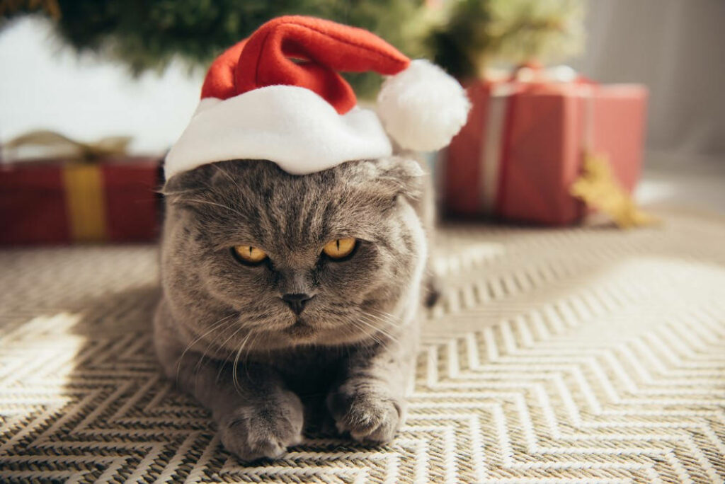 Festive Grey Cat in Santa Hat on Rug with Christmas Tree Decor Wallpaper