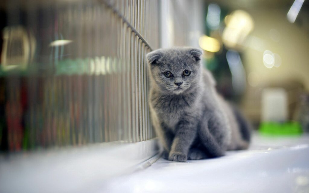 Charming Fluffy Grey Kitten Wallpaper - Inquisitive & Serene Scene