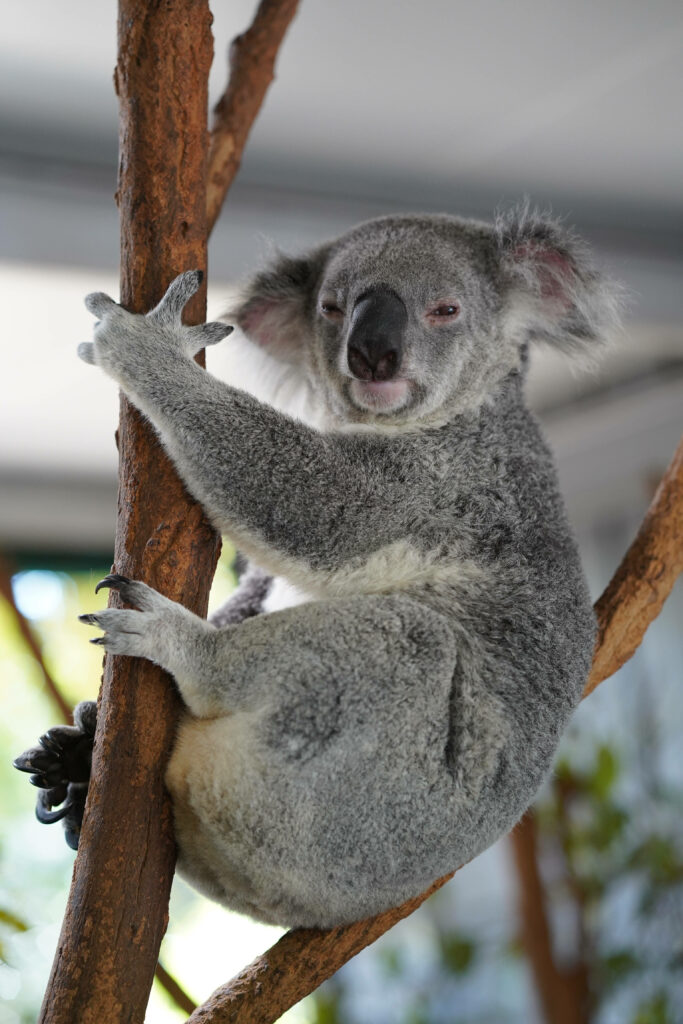 Serene Grey Koala Wallpaper: Fluffy Fur on a Soft Background