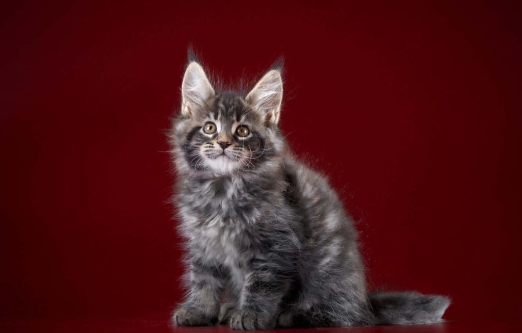 Charming Grey Maine Coon Kitten Wallpaper on Maroon Background