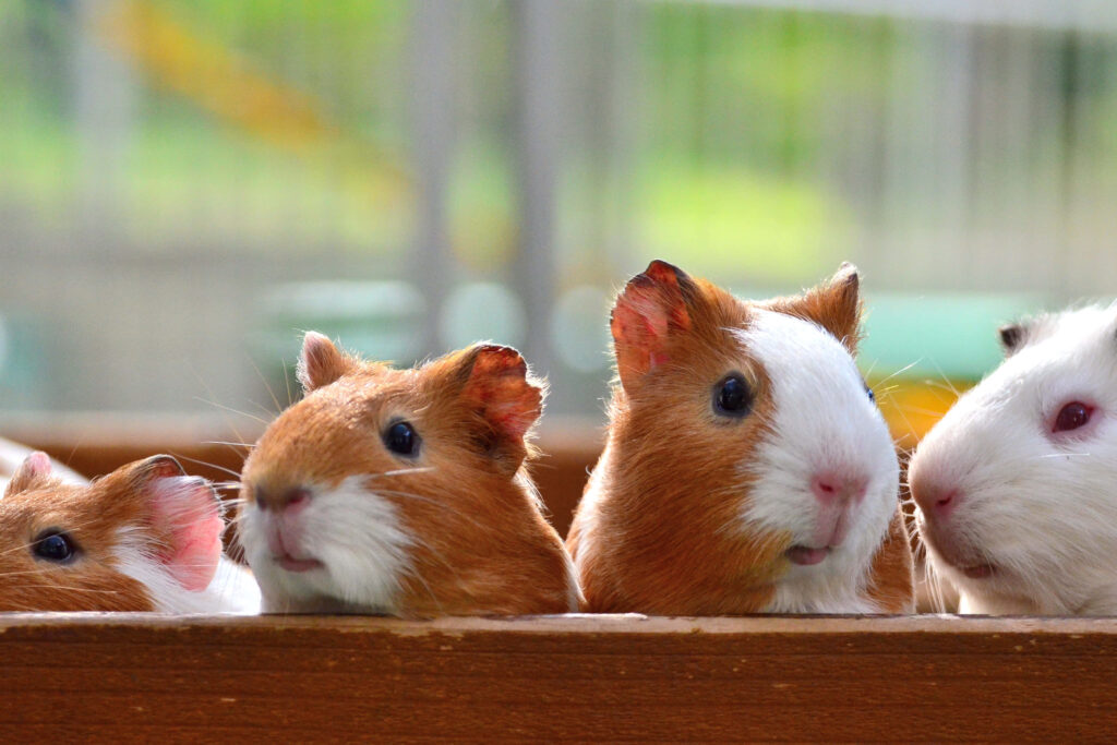 Close-Up of Adorable Guinea Pigs - Charming Animal Wallpaper