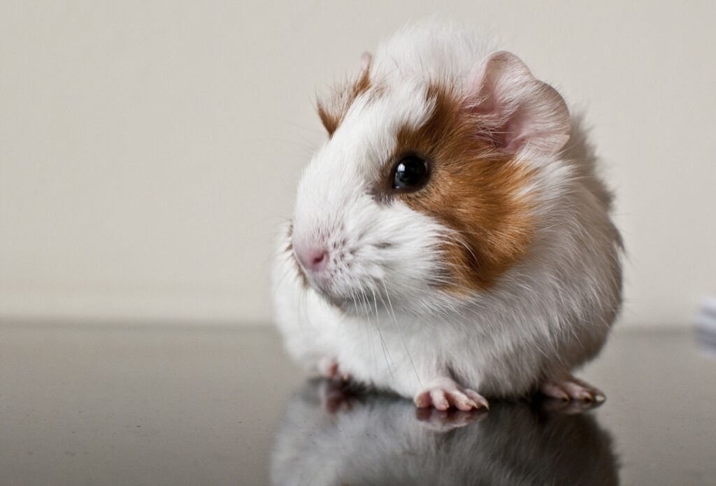 Charming Guinea Pig Wallpaper: Fluffy, Spotty, and Reflective
