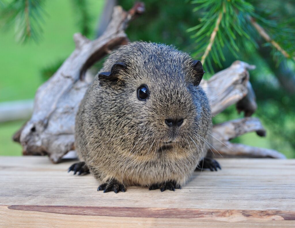 Charming Guinea Pig Wallpaper: Natural Greenery Background