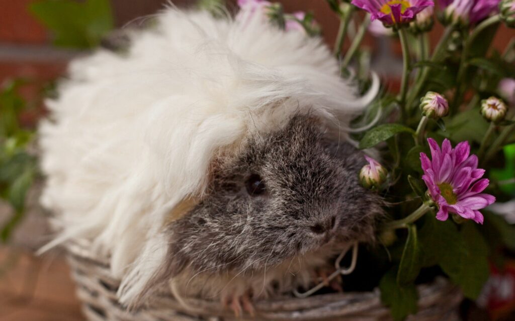 Fluffy Guinea Pig Wallpaper Among Vibrant Pink Flowers