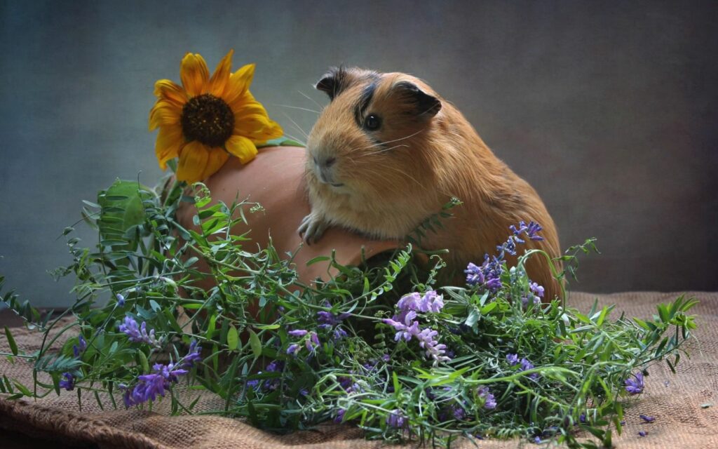 Charming Guinea Pig Wallpaper with Sunflowers & Terracotta Pitcher