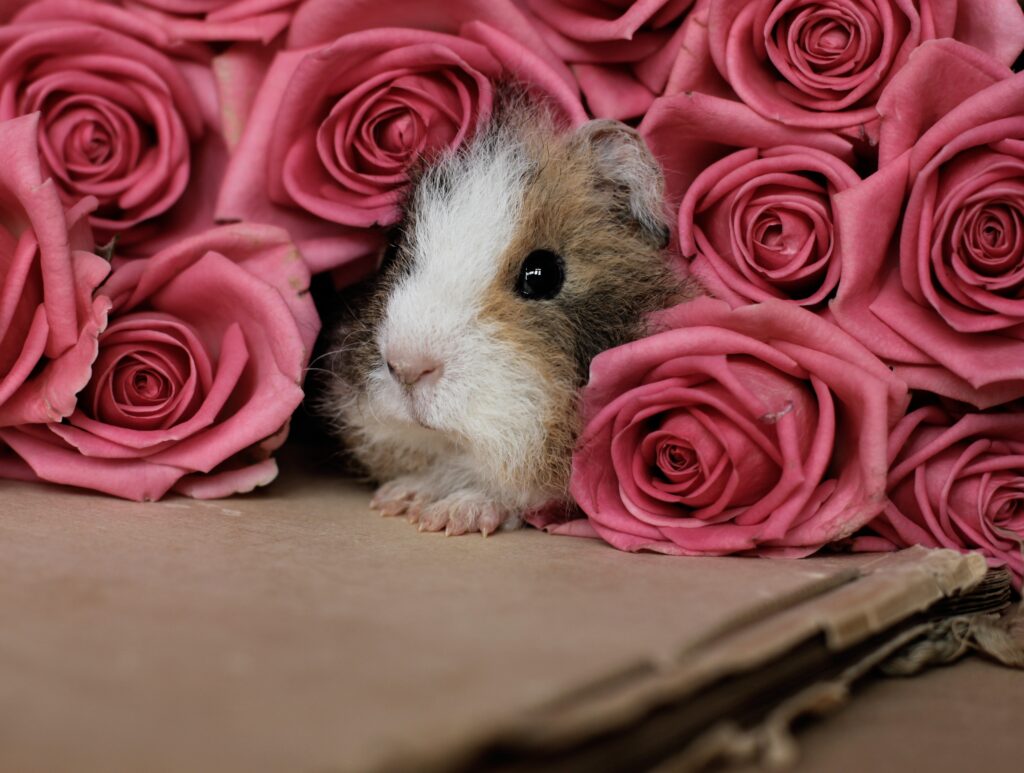 Adorable Guinea Pig Among Pink Roses - Charming Floral Wallpaper