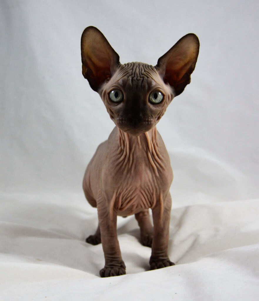 Charming Canadian Sphynx Cat Wallpaper: Elegant & Hairless Design