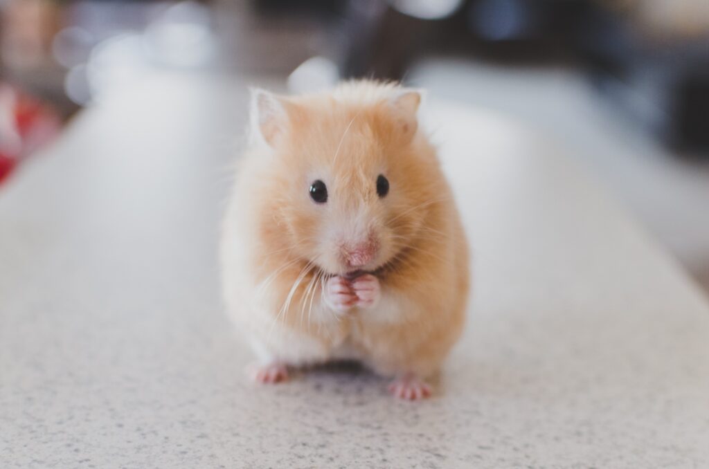 Adorable Hamster Wallpaper: Fluffy Fur & Tiny Paws for Pet Lovers