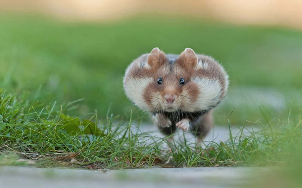 Charming Hamster Wallpaper on Grassy Path - Whimsical & Adorable