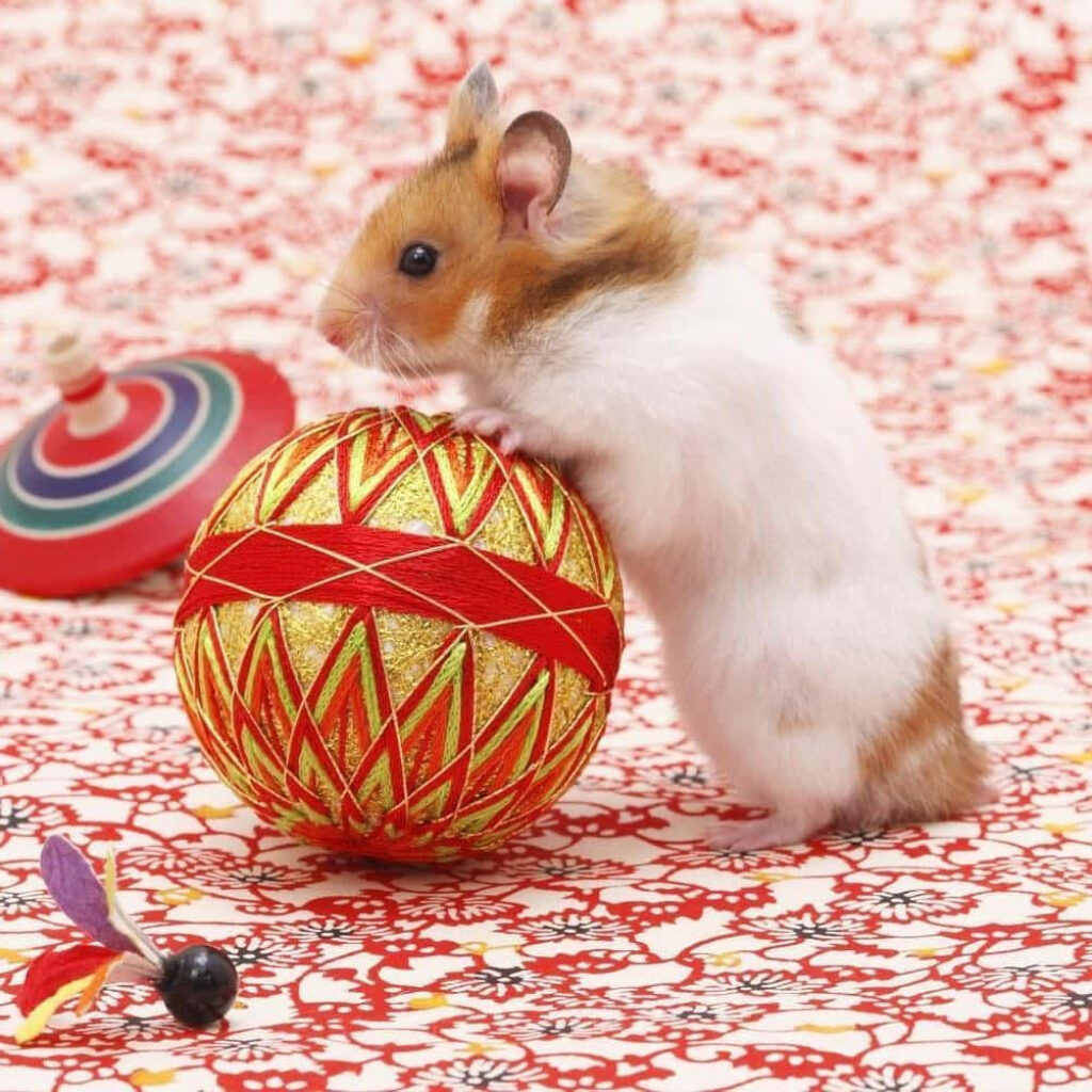 Adorable Hamster Wallpaper: Cute Pet with Colorful Ball Background