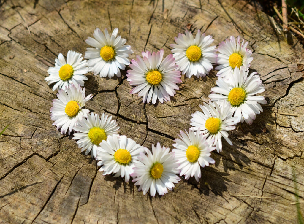 Charming Heart-Shaped Daisy Wallpaper on Rustic Wood Background
