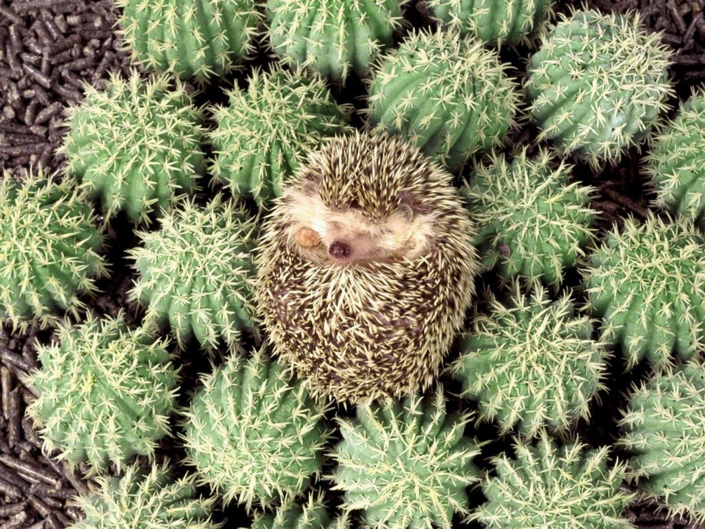 Hedgehog Among Cacti: Nature's Charming Desert Scene Wallpaper