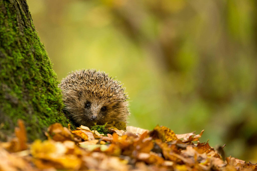 Charming Hedgehog in Autumn Leaves - Fall Forest Wallpaper