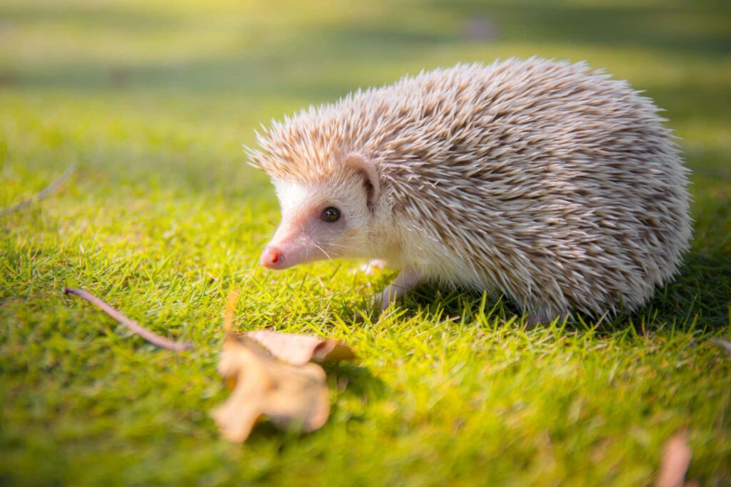 Close-Up of a Cute Hedgehog on Vibrant Spring Lawn - Nature Wallpaper