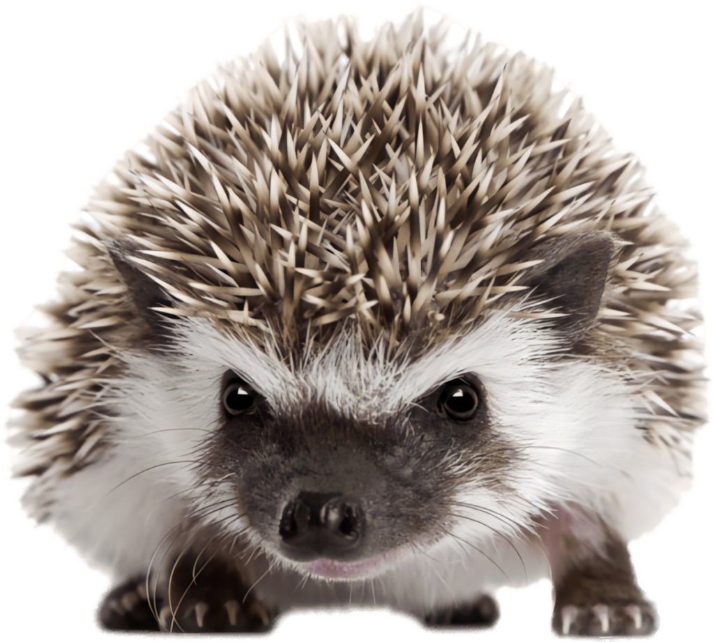 Charming Hedgehog Close-Up Wallpaper PNG for Versatile Backgrounds