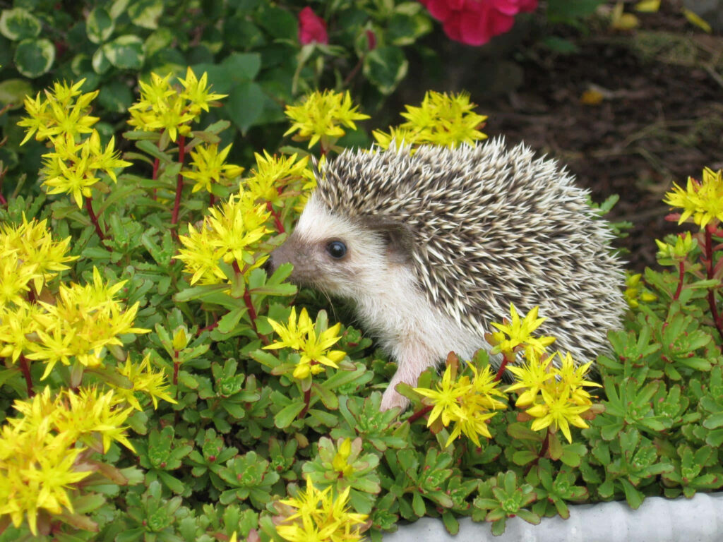 Charming Hedgehog in Garden with Bright Yellow Flowers Wallpaper