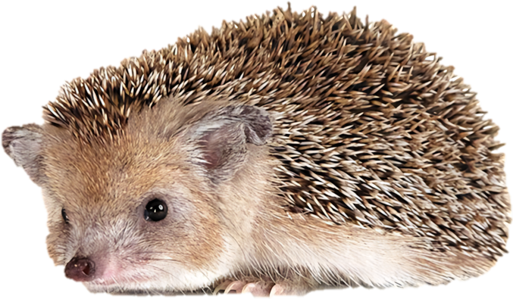 Charming Hedgehog Illustration on Transparent PNG - Adorable Wallpaper