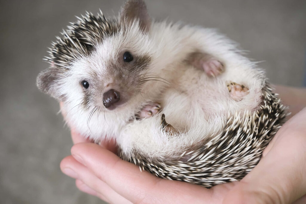 Charming African Hedgehog in Hands: Adorable Pet Care Moment Wallpaper