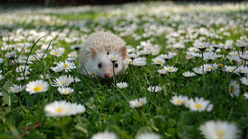 Charming Hedgehog Wallpaper: Whimsical Nature with Daisies