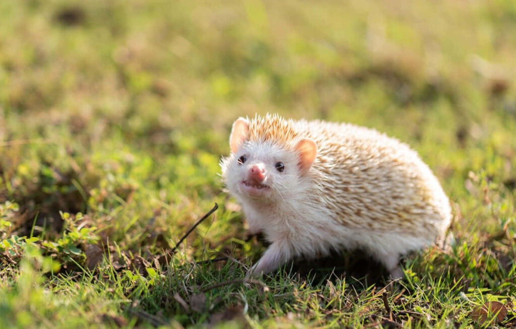 Adorable Hedgehog Wallpaper in Sunny Grassy Field - Warm & Charming