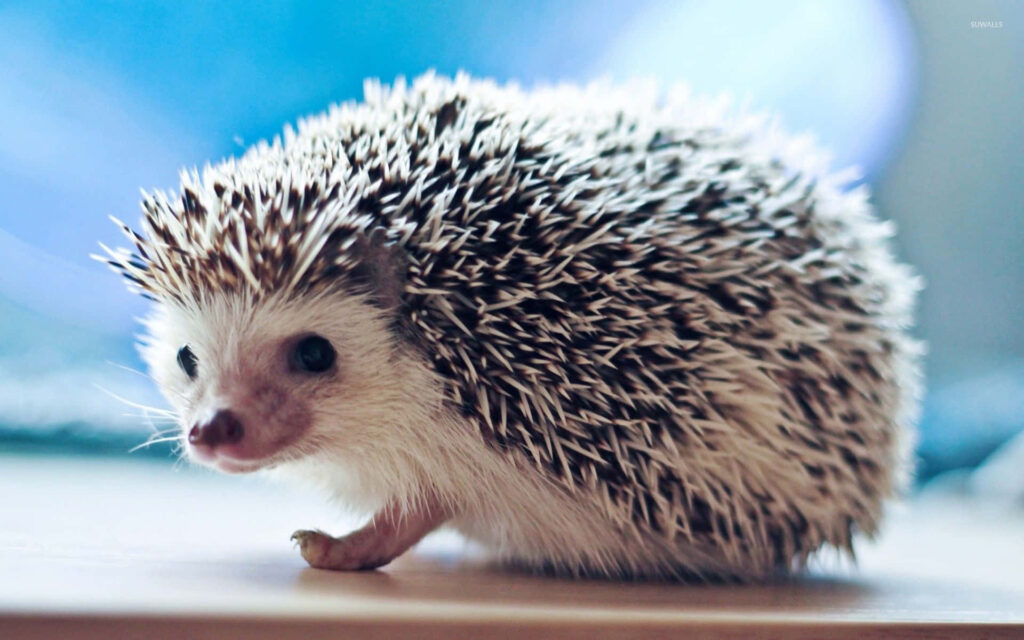 Charming Hedgehog Wallpaper: Explore Its Spiky Habitat