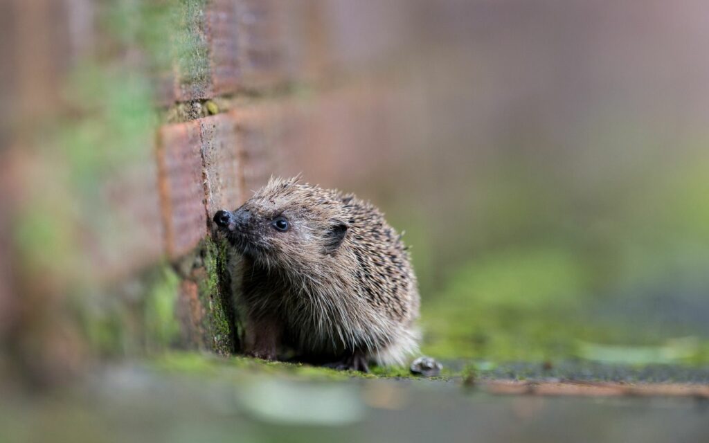 Charming Hedgehog Wallpaper: Natural Serenity Against Brick Background