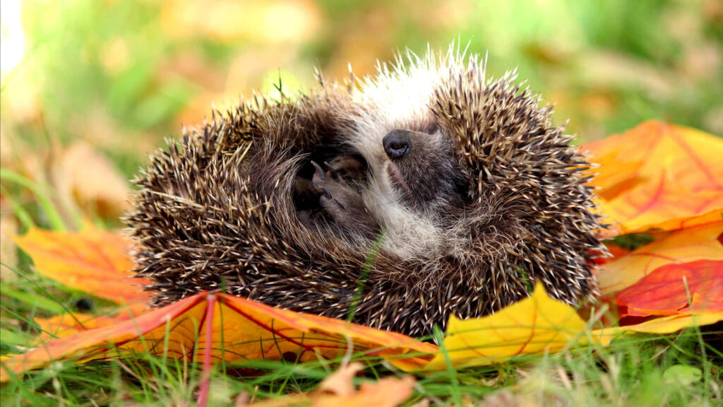 Charming Sleeping Hedgehog Amid Vibrant Autumn Leaves Wallpaper